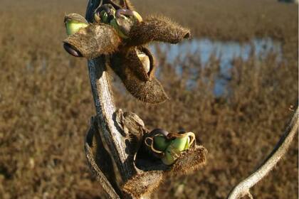 El último temporal agravó la condición del cultivo