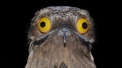 El urutaú es una especie de ave nocturna que se encuentra en Sudamérica y Centroamérica, y ha sido la inspiración de leyendas y mitos en regiones rurales de todo el continente.