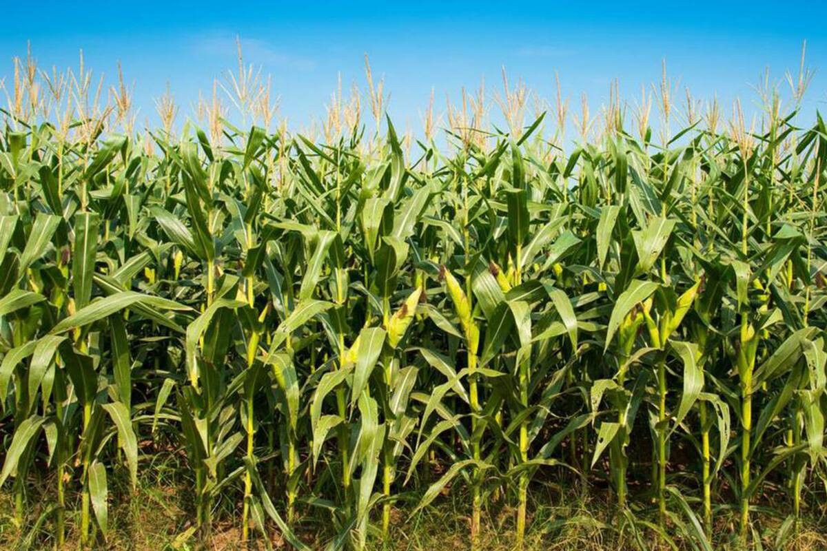 El USDA redujo del 58 al 55% la proporción de cultivos en estado bueno/excelente
