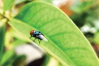 El USDA trabaja para contener la presencia del gusano barrenador