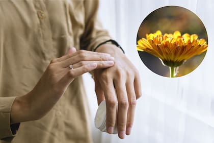 El uso común de esta planta está relacionada con productos cosméticos para la cicatrización de la piel