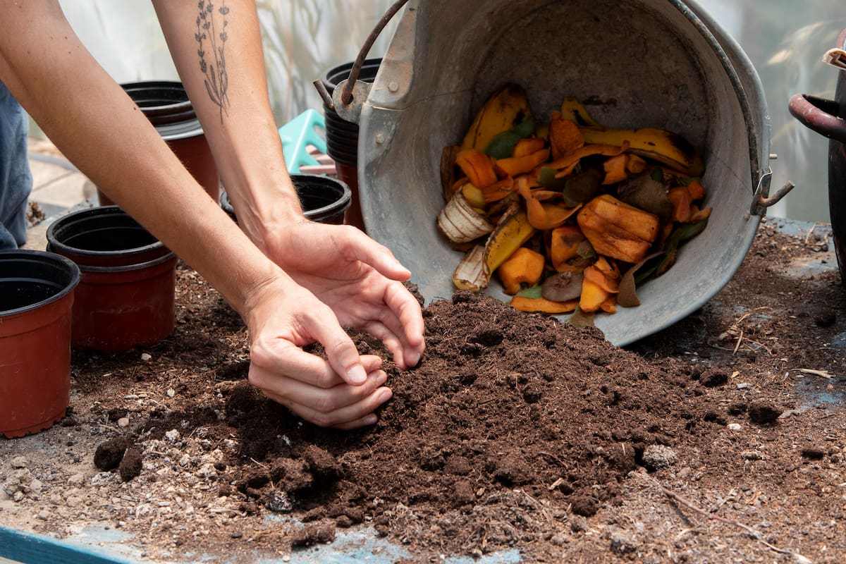 El uso de cáscaras de banana licuadas o enterradas como fertilizante natural para todo tipo de plantas genera opiniones divididas entre especialistas del sector agrícola.