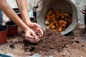 El uso de cáscaras de banana licuadas o enterradas como fertilizante natural para todo tipo de plantas genera opiniones divididas entre especialistas del sector agrícola.
