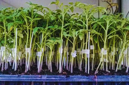El uso de injertos se complementa muy bien con la técnica de biosolarización. La adopción de estas técnicas necesariamente debe ser parte de una gestión integral del productor, donde esté claro que quiere obtener hortalizas con bajo niveles de agroquímicos, producidas con técnicas de bajo impacto ambiental