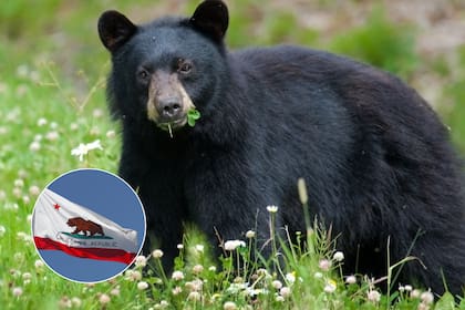 El uso de recipientes de basura a prueba de osos es fundamental para evitar que estos animales busquen comida en áreas urbanas.