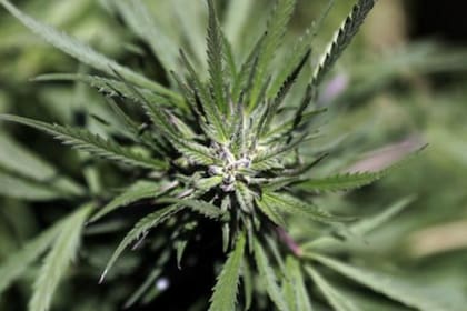 El uso medicinal de la marihuana podría estar legalizado en un plazo relativamente corto en casi una treintena de países