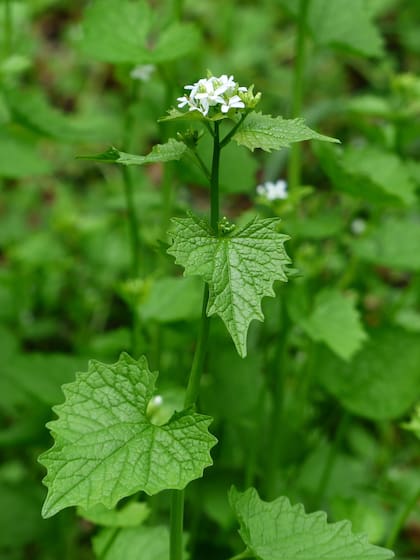 El uso medicinal de la planta Aliaria es conocido especialmente por sus efectos antisépticos y expectorantes