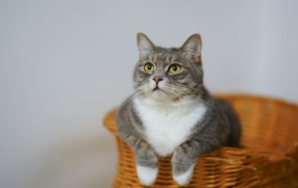 El usuario graba el maullido de su gato y la app lo analiza mediante inteligencia artificial para identificar su significado probable
