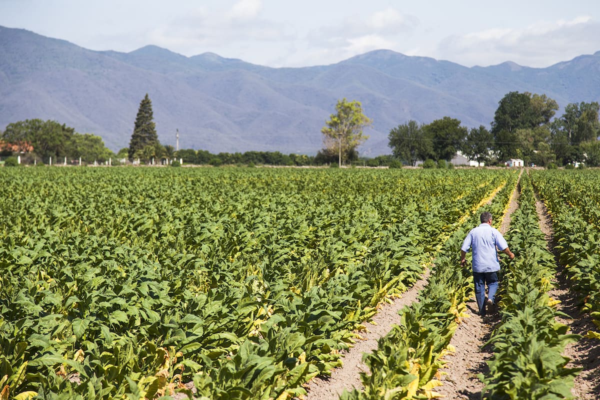 El Valle de Lerma, en Salta, hoy es una zona productiva