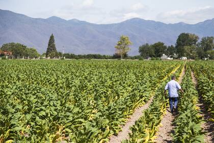 El Valle de Lerma, en Salta, hoy es una zona productiva