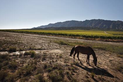 El Valle del Pedernal