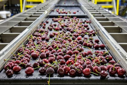 El Valle Medio rionegrino siempre fue bastante precoz respecto de las ventanas comerciales de los principales mercados
