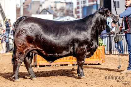 El valor más alto fue para el 50% de una hembra, que se vendió en 44 millones de pesos