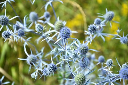 El valor ornamental de algunas especies, como Eryngium planum, alcanza su punto más alto cuando los pétalos ya cayeron