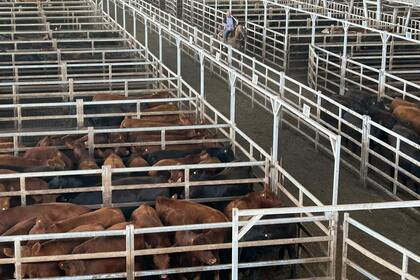 El valor sugerido para arrendamientos resultó de $2205,160