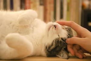 El van turco combina fuerza, agilidad e inteligencia en una de las razas más admiradas del mundo felino