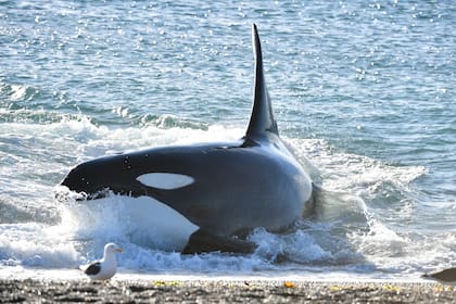 El varamiento intencional de una orca en Península Valdés para cazar crías de lobos marinos