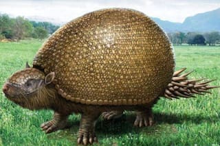 Un vecino descubrió los restos de un mamífero gigante en Neuquén