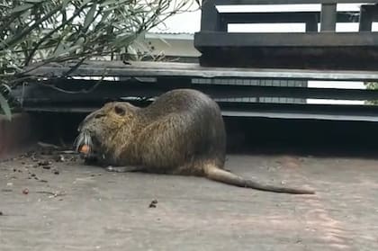 El vecino que recibió la singular visita aseguró que Defensa Civil vino a buscarlo pero no lo pudieron atrapar