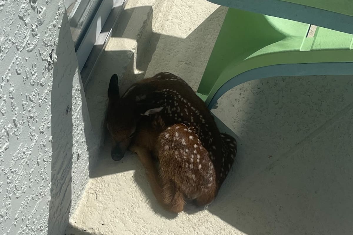 El venado se encontraba cerca de una pileta en Florida