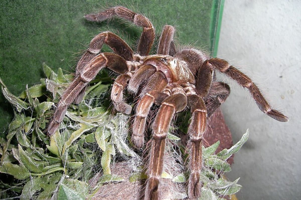 El veneno de la araña cangrejo podría ser la respuesta para desarrollar un medicamento contra el cáncer