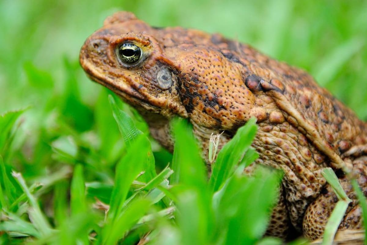 El veneno de los sapos de caña ha puesto al borde de la extinción a varias especies depredadoras.