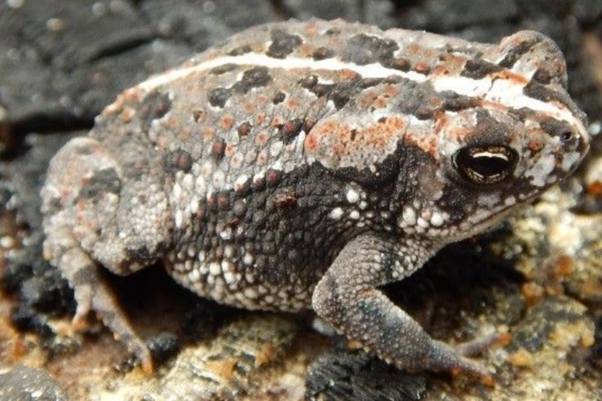 El veneno del sapo de caña puede matar a perros y otras mascotas en minutos