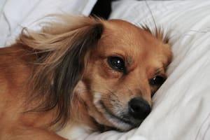 El verdadero significado de que la mascota duerma en la almohada de su dueño (Foto ilustrativa: PIXABAY)