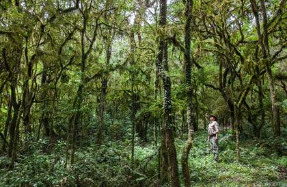 El verde exuberante del Parque Nacional BAaritú, en Salta.