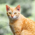 Carlos Gutiérrez, veterinario: “Casi todos los gatos naranjas son en realidad atigrados y eso los hace ser muy familiares”