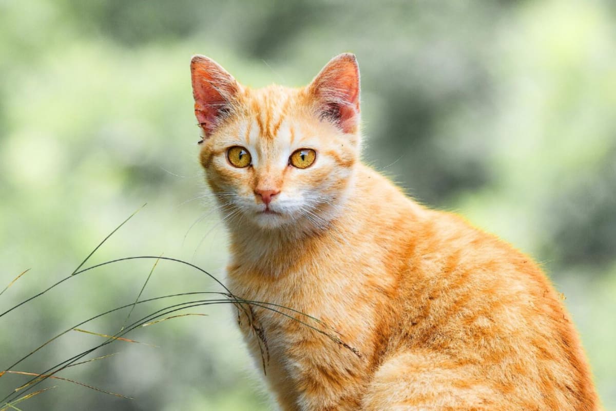 El veterinario Carlos Gutiérrez explicó por qué los gatos naranjas suelen ser tan familiares (Foto: Freepik)