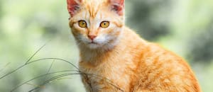 Carlos Gutiérrez, veterinario: “Casi todos los gatos naranjas son en realidad atigrados y eso los hace ser muy familiares”