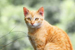 Carlos Gutiérrez: “Casi todos los gatos naranjas son en realidad atigrados y eso los hace ser muy familiares”