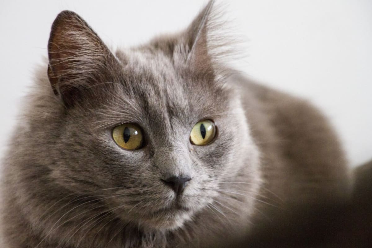 El veterinario Carlos Gutiérrez explicó qué rasgos comparten los gatos grises (Foto: Freepik)