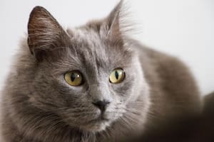 Carlos Gutiérrez, veterinario: “Los gatos grises son menos impulsivos, más tranquilos”