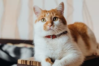 “No se debe juzgar a un gato únicamente por su aspecto”