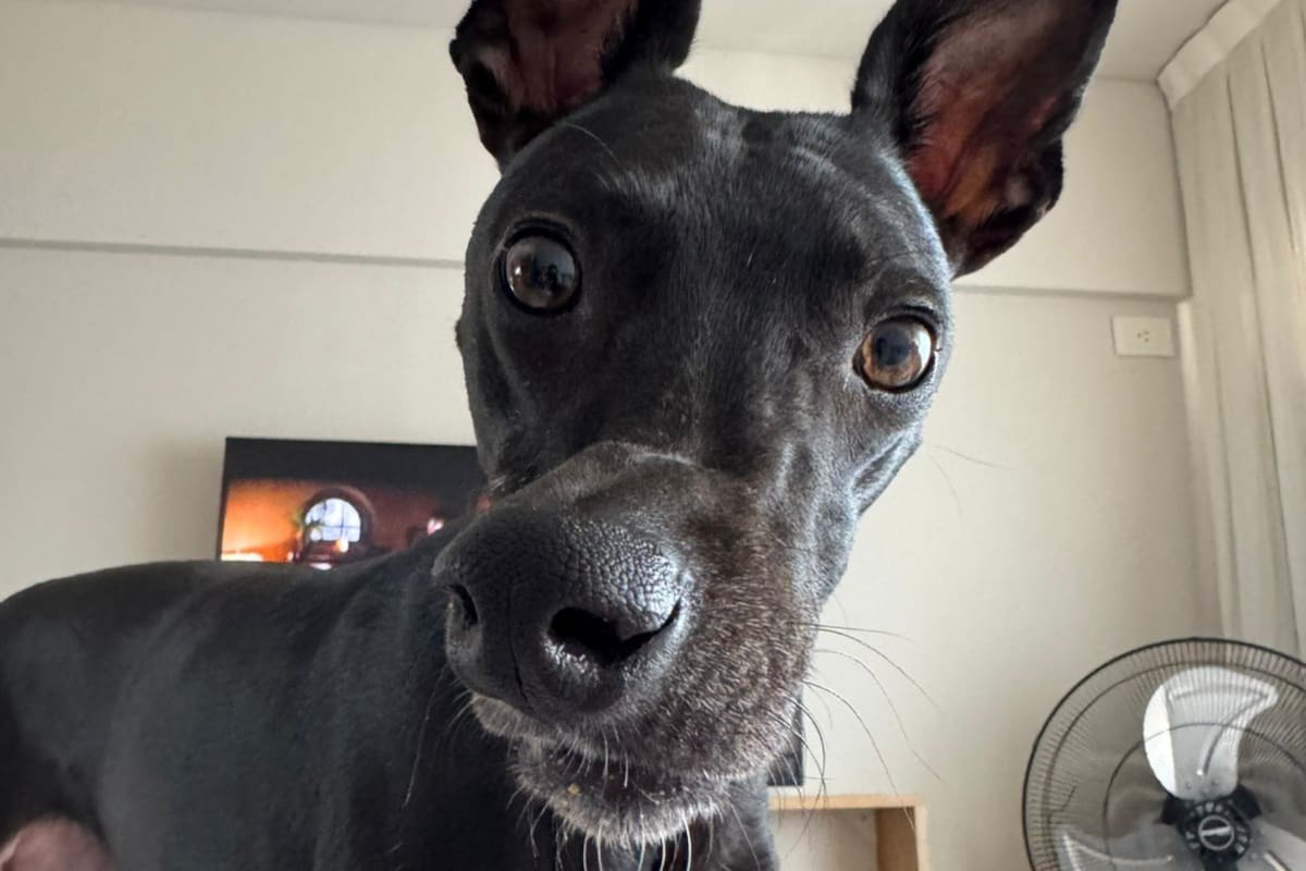 El veterinario confirmó que su hocico quedó desviado debido a que recibió un fuerte golpe (Foto: @soytrufaok)