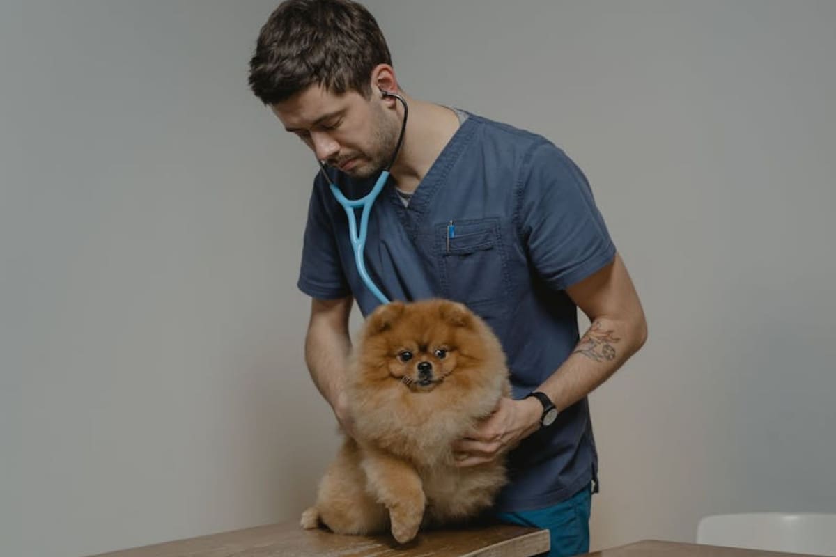 El veterinario en Estados Unidos puede llegar a ser muy costoso si la afección es grave