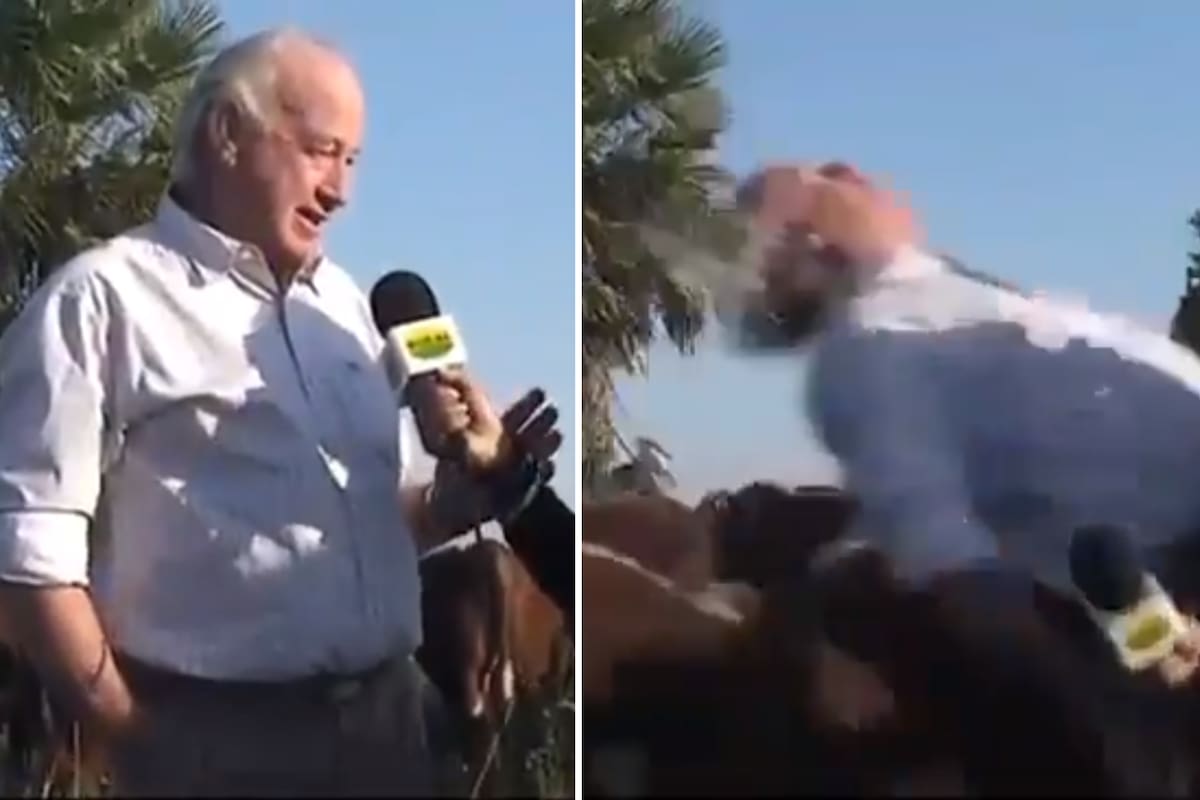 El veterinario fue embestido por una vaca mientras estaba en una entrevista televisiba