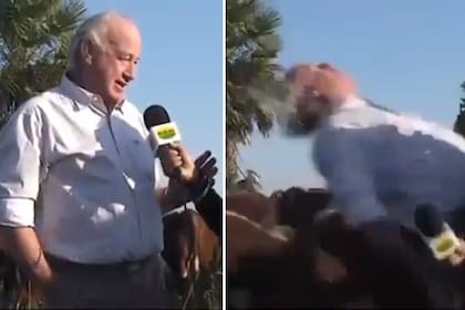 El veterinario fue embestido por una vaca mientras estaba en una entrevista televisiba
