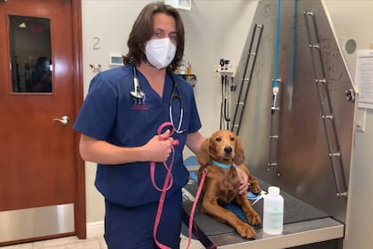 El veterinario Lera explicó que los síntomas más frecuentes en perros son parásitos son diarrea, vómitos y letargo