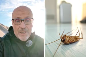 El veterinario Manel Manzano reveló el truco casero que elimina a las cucarachas para siempre