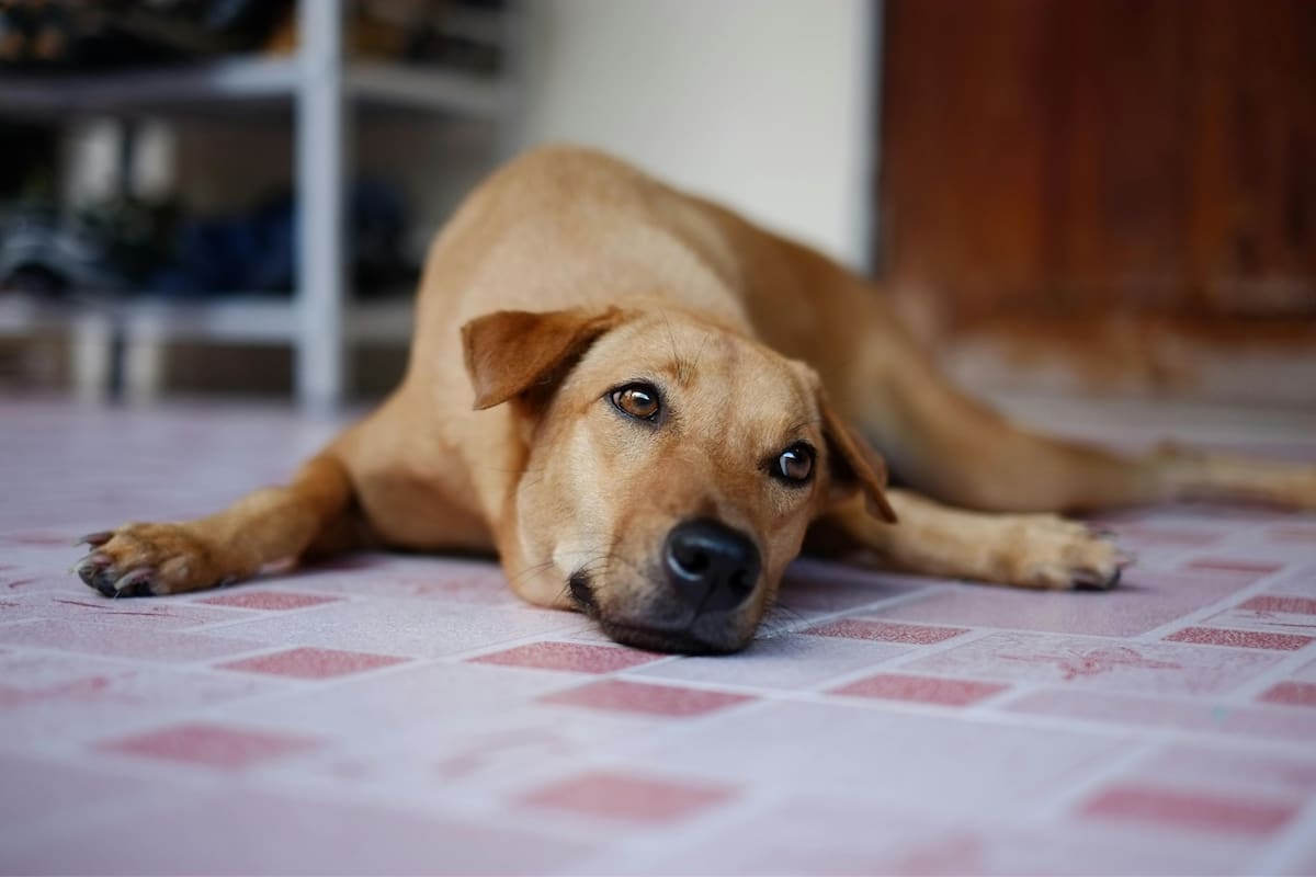 El veterinario Michael Bailey habló sobre las mascotas y el calor