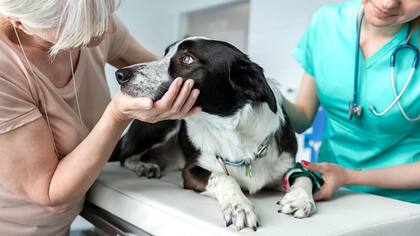 El veterinario sabrá guiar al dueño de un perro con sus problemas de conductora y determinará si necesita un adiestrador