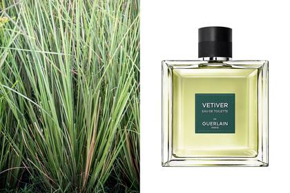 El vetiver es un pasto con aroma a madera y humo