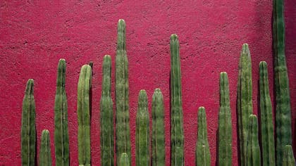 El vibrante rosa mexicano.