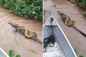 El video de estos dos peligrosos animales llamó la atención en redes sociales