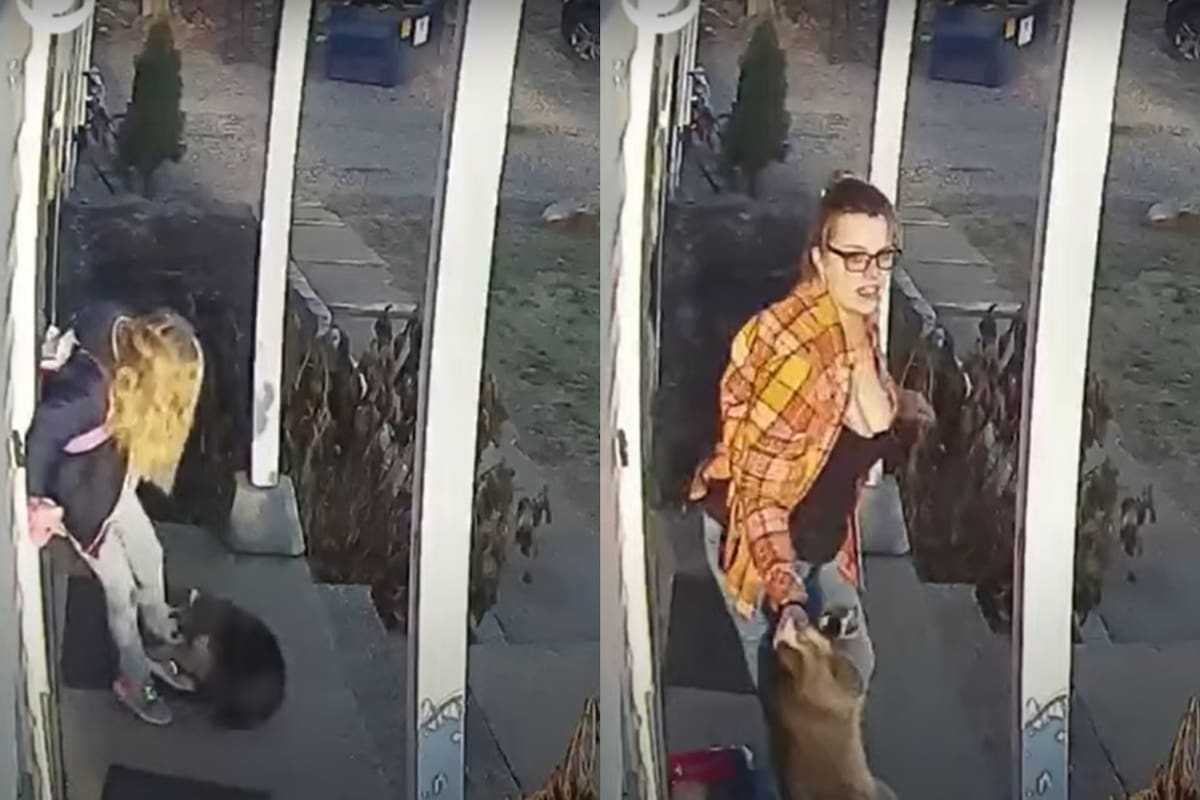 El video de la niña de 5 años que fue atacada por un mapache en Connecticut se viralizó en redes sociales