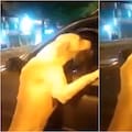 Persiguió durante cuadras el auto de su dueña y desató indignación: “¿Por qué no lo ponen en adopción?"