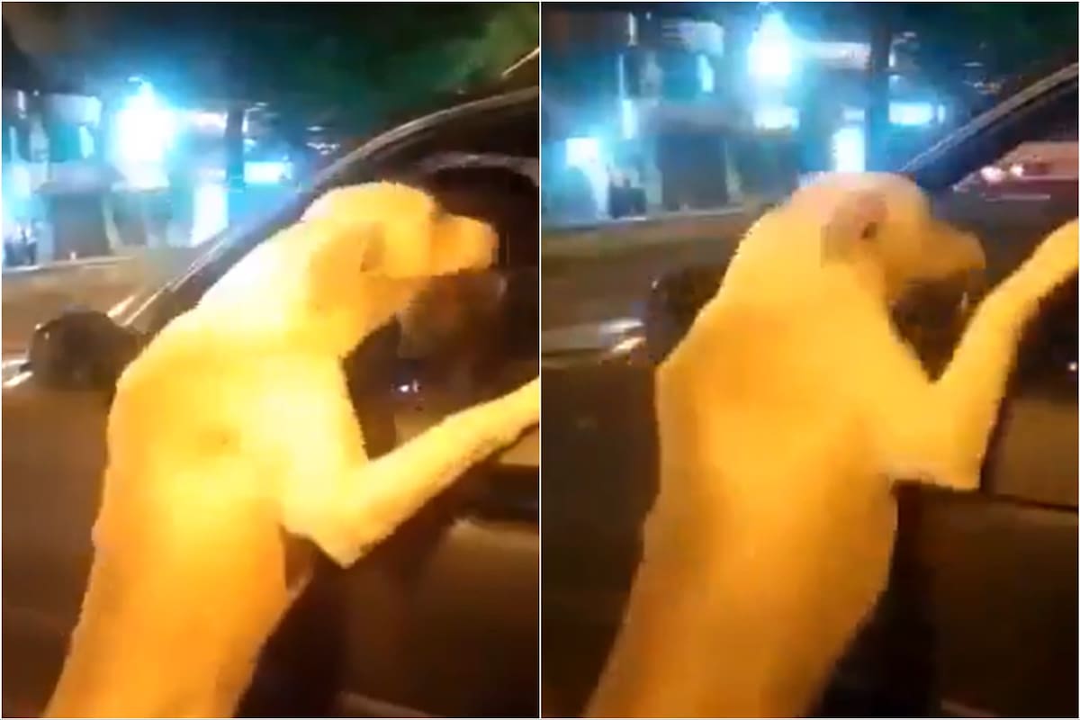 El video de la polémica en Quito por un posible caso de maltrato animal